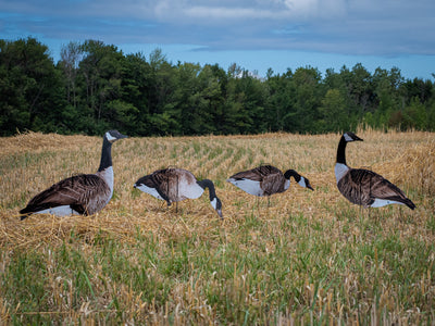 Ultra-Realistic VIVID Series Decoys for Hunters - Korvel