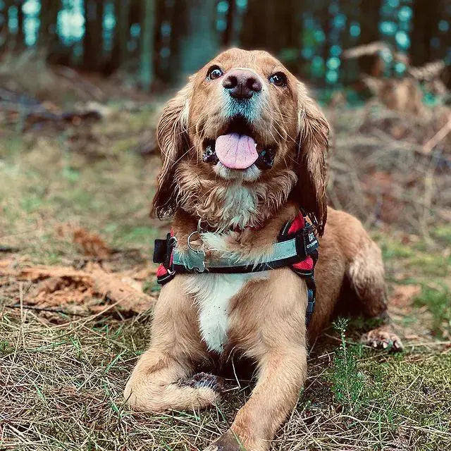 Harnais de sécurité premium pour chiens pour des promenades confortables