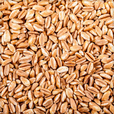 Premium Whole Grain Farro