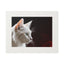 Charming White Cat Art Print with Elegant Passepartout Frame - Korvel