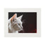 Charming White Cat Art Print with Elegant Passepartout Frame - Korvel