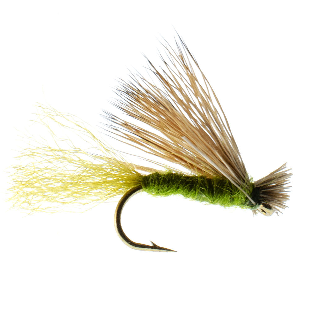 Olive X Caddis Adult Dry Fly - 6 Pack Size 16 for Trout Fishing - Korvel