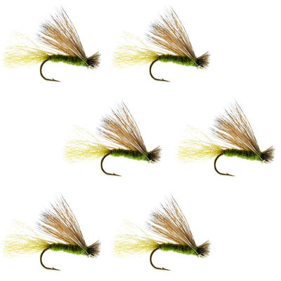 Olive X Caddis Adult Dry Fly - 6 Pack, Size 18 for Trout Fishing - Korvel