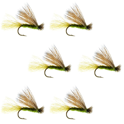 Olive X Caddis Adult Dry Fly - 6 Pack Size 16 for Trout Fishing - Korvel