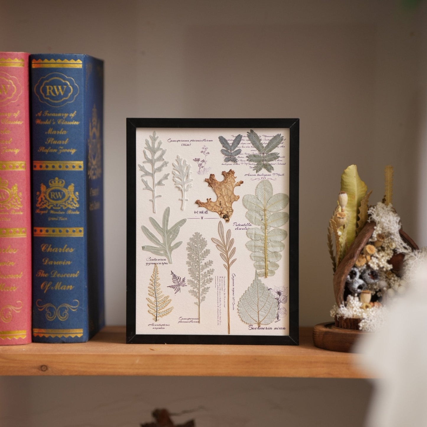 "El Diario del Botánico" - Marcos de Arte con Flores Prensadas Reales