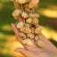 Handmade Chacha Oleander Seed Rope Hand Bell - Natural Decor