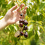 The Deep Woods Rattle - Dark Nut & Hollow Pod Cluster Charm