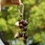 The Deep Woods Rattle - Dark Nut & Hollow Pod Cluster Charm