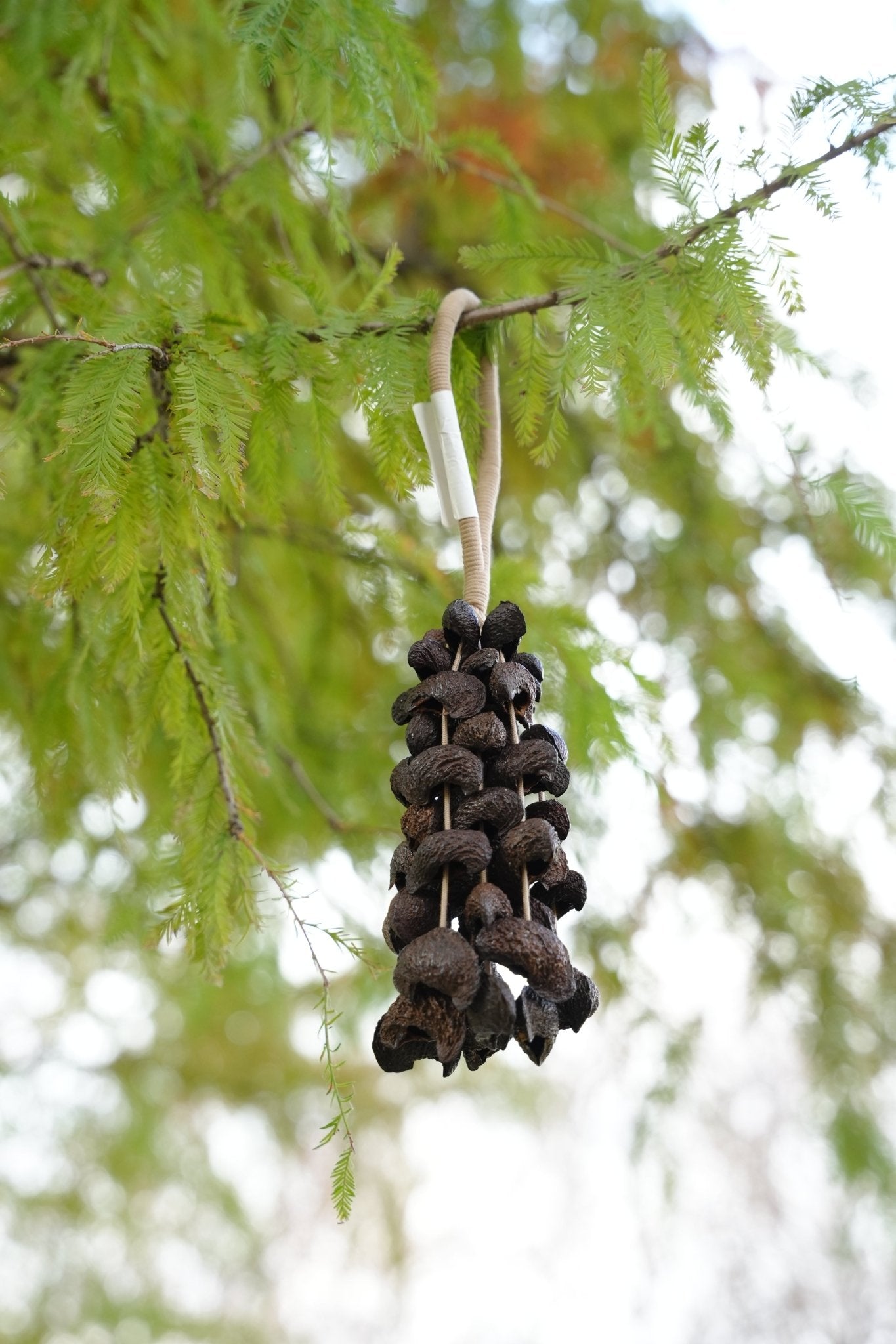 Handmade Moonin Seed Shell Hand Bell - Natural Decor