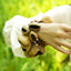 The Forest Rhythm - Natural Seed Shell Wrist Rattle Bracelet