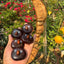 Hand-Painted Giant Entada Pod Ornament - Unique Wall Decor