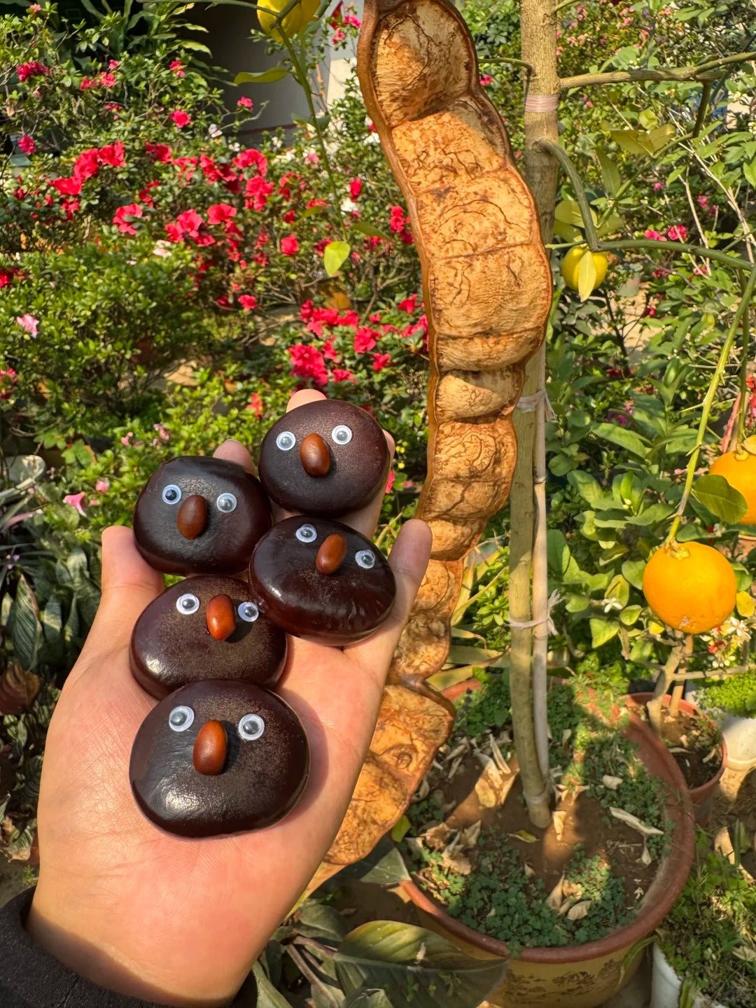 Hand-Painted Giant Entada Pod Ornament - Unique Wall Decor