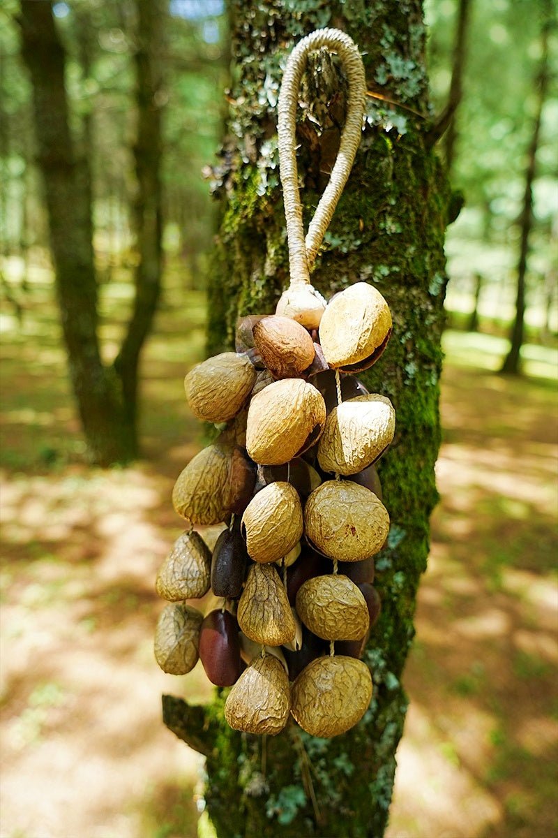 Carillon en Coquilles de Graines Fait Main – Son Naturel de la Forêt Tropicale