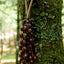 Cloche à main en coque de graine de cardamome Pala faite à la main – Décor naturel