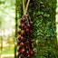Cloche à main en coque de graine de cardamome Pala faite à la main – Décor naturel