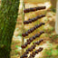 Handmade Pala Cardamom Seed Shell Bar Chime