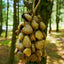 Campana de Mano de Concha de Semilla de Fruta Panji Blanca Hecha a Mano