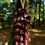 Cloche à main en coquille de graine de liane Juju Duckfoot faite à la main
