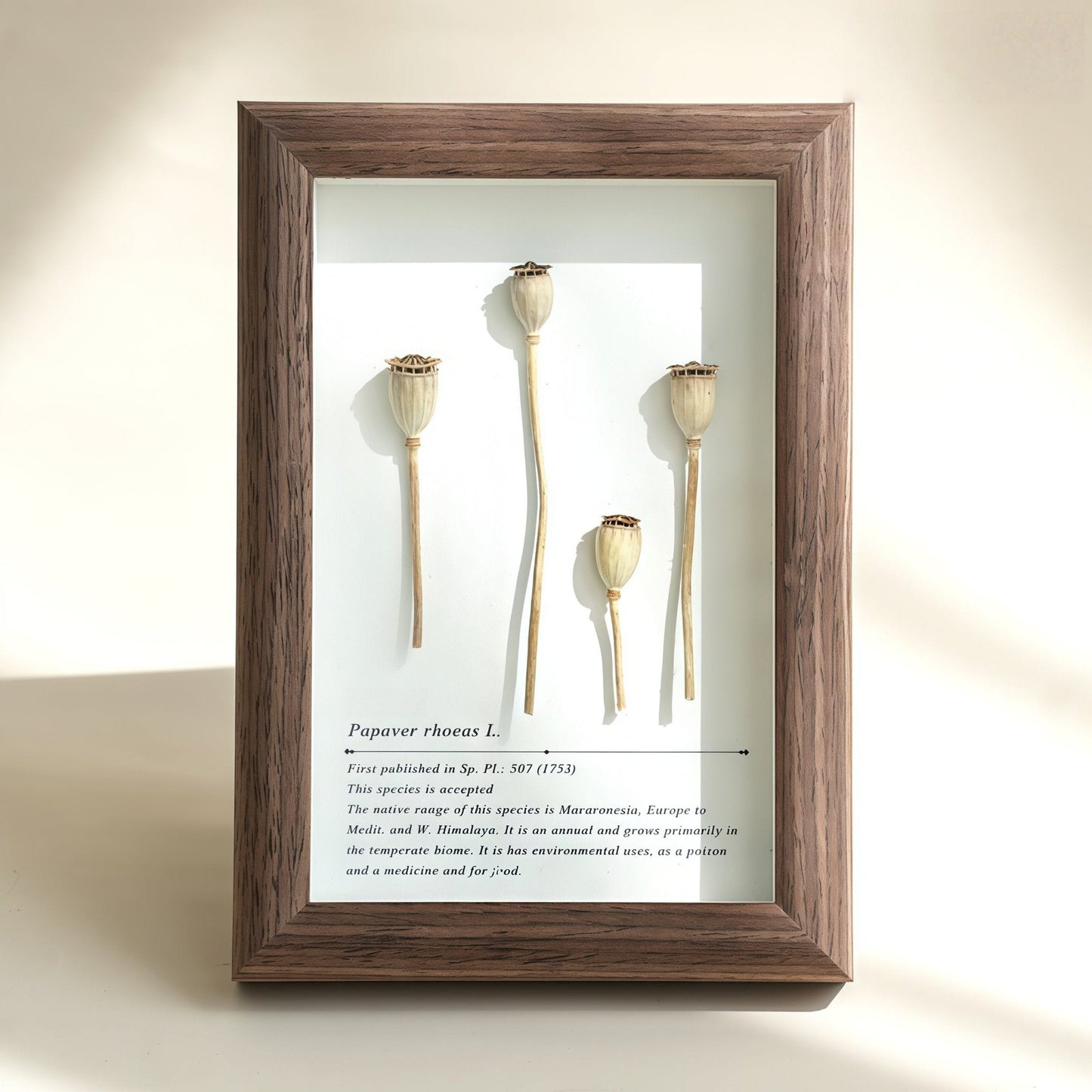 The Landscape Garden - Real Preserved Flower Shadow Box