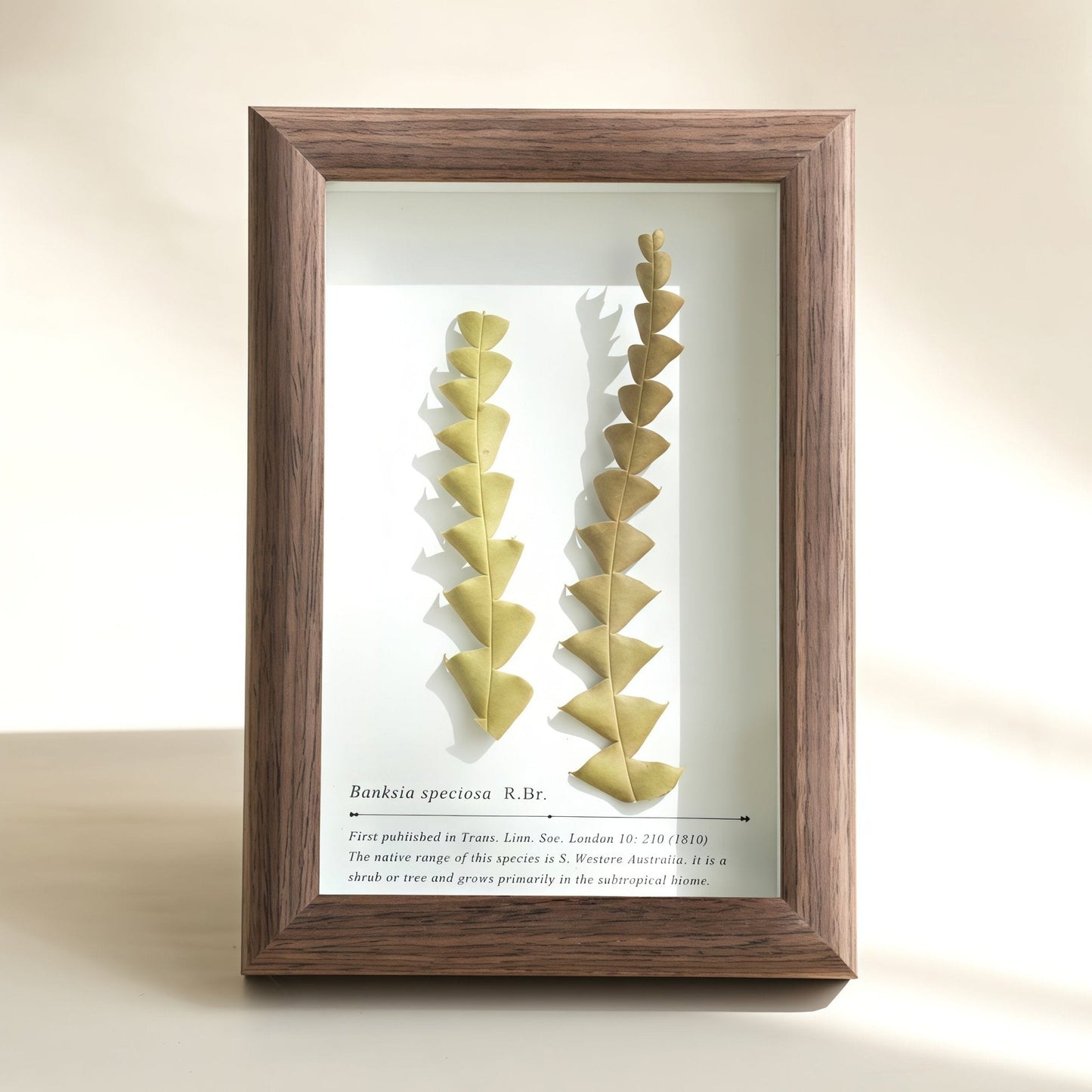 The Landscape Garden - Real Preserved Flower Shadow Box