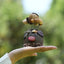 "The Scholar Piggy" - Smart Nut Shell Pig Doll